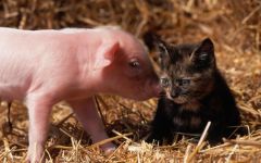 Porcine (suidae) porci, porci domestici mini-porci de boi babyrussa artiodactyl minipigs,