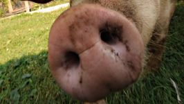 Свині (suidae) свині, домашня свиня мініпіг кабан бабірусса парнокопитні мініпіг, кістеухая