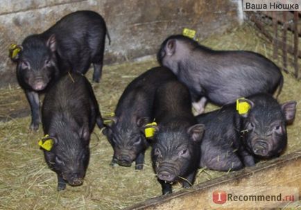 Свиня в'єтнамська - «висловухі кошенята є, а ви бачили вислобрюхих свиней) їх багатьом продають як