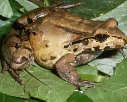 Whistler öt-ujjú üzenet - fauna