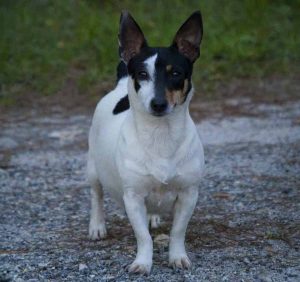 Descrierea rasei Teddy Roosevelt Terrier, caracter, îngrijire, fotografie, totul despre câini