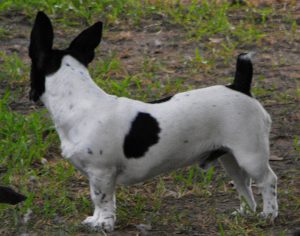 Descrierea rasei Teddy Roosevelt Terrier, caracter, îngrijire, fotografie, totul despre câini