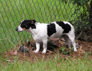 Descrierea rasei Teddy Roosevelt Terrier, caracter, îngrijire, fotografie, totul despre câini