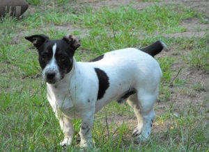 Descrierea rasei Teddy Roosevelt Terrier, caracter, îngrijire, fotografie, totul despre câini