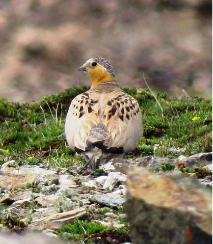 Saja tibetană