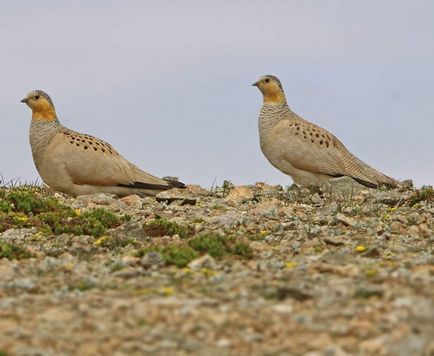 Tibeti Pallas homok nyírfajd