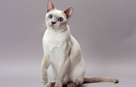 Tonkinese cat (Tonkinese) leírása és jellege a fajta, gondozás (Tonkin) Tonkinese cat (Tonkinese) leírása és jellege a fajta, gondoskodás
