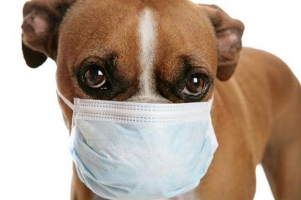 Tuberculoza la câini