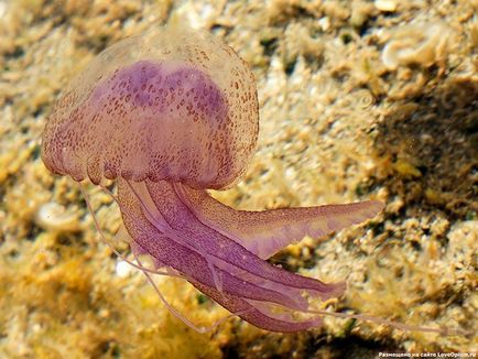 дивовижні медузи