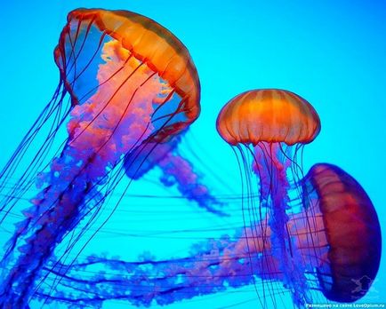 дивовижні медузи