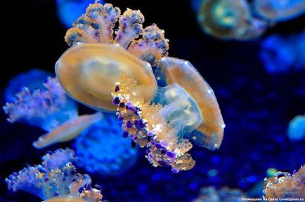 elképesztő medúza