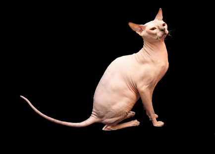 Lewka ucraineană - fotografie pisică, caracterul rasei, descriere, video
