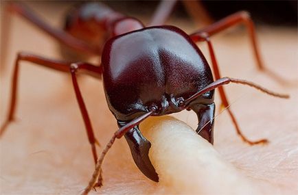 Băuturi de insecte la copii, fotografii, semne, tratament