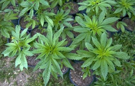 Уроки по вирощуванню марихуани
