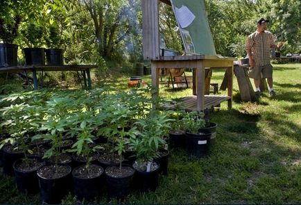 Уроки по вирощуванню марихуани