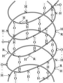 Nivelurile de organizare a moleculei de proteine