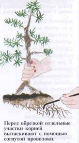 Догляд за бонсай, обрізка коренів і пересадка