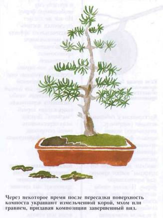 Gondozása bonsai, gyökér metszés és az átültetést