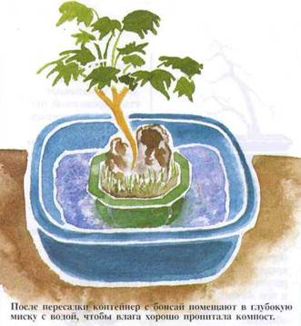Gondozása bonsai, gyökér metszés és az átültetést