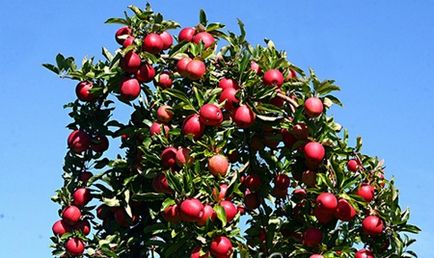 Îngrijirea coroanei și a pomilor fructiferi