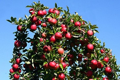 Догляд за кроною і штамбом плодового дерева