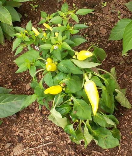 Ápolás és csípős paprika termés, tannin vendégház