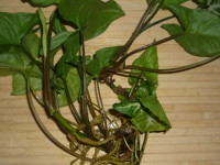 Care Syngonium otthon, cserepes növények