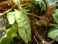 Care Syngonium otthon, cserepes növények
