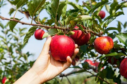 Gondozásában almafák ősszel betakarítás előtt és után