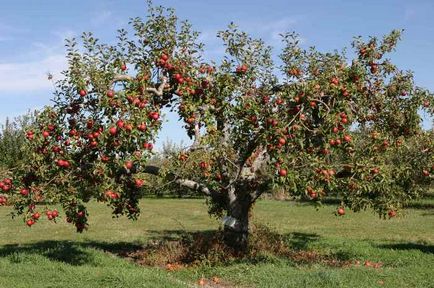 Догляд за яблунями восени до і після збору врожаю