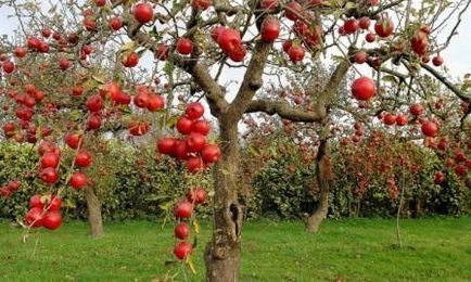 Gondozásában almafák fontos pillanatok az ősszel