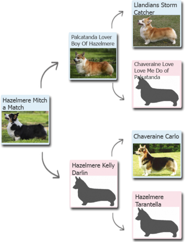 Welsh corgi pembroke roxi, pui de găină corgi pembroke