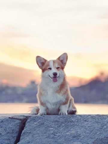 Welsh corgi pembroke roxi, pui de găină corgi pembroke