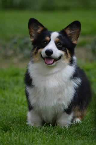 Welsh corgi pembroke roxi, pui de găină corgi pembroke