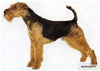 Welsh terrier - descriere, caracteristici, boli, modul de hrănire, fotografii de câini terrier terț, recenzii