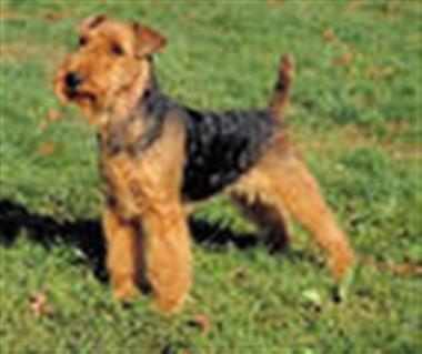 Welsh terrier - descriere, caracteristici, boli, modul de hrănire, fotografii de câini terrier terț, recenzii