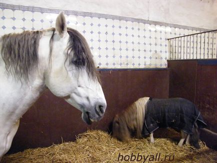 Călăria este hobby-ul meu - caii sunt pasiunea mea!