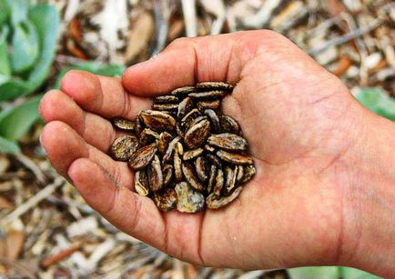 Cultivarea pepenilor în tehnologia terenului deschis