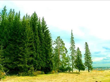 Cultivarea lemnului pentru vânzare