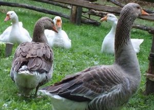 Вирощування гусей в домашніх умовах - як їх розводити