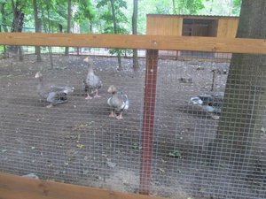 Вирощування гусей в домашніх умовах - як їх розводити