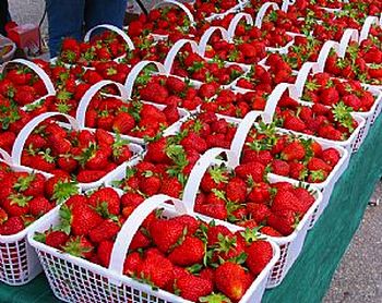 Отглеждане на ягоди в торби е достъпен бизнес идея, агробизнеса