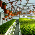 Cultivarea căpșunilor în saci este o idee de afaceri accesibilă, o afacere agricolă
