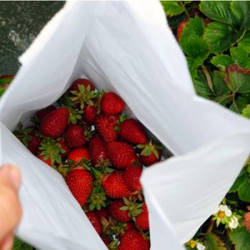 Cultivarea căpșunilor în saci este o idee de afaceri accesibilă, o afacere agricolă