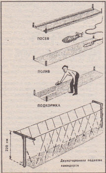 A növekvő zöldség Mittlaydera milyen technológiák és mennyit tud nőni a száz