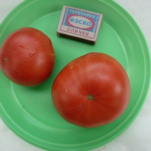 Cultivarea tomatelor într-o seră - o grădină fără îngrijire