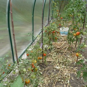 Cultivarea tomatelor într-o seră - o grădină fără îngrijire