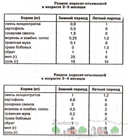 Вирощувати свиней домашніх умовах чим годувати - зміст і годування поросят в домашніх умовах