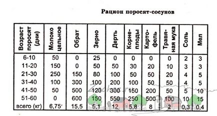 Вирощувати свиней домашніх умовах чим годувати - зміст і годування поросят в домашніх умовах