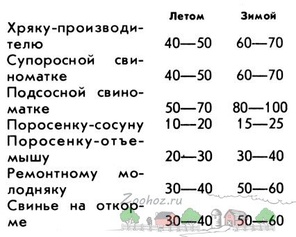 Вирощувати свиней домашніх умовах чим годувати - зміст і годування поросят в домашніх умовах